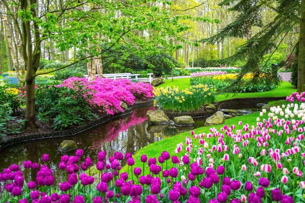 bellissimi fiori primaverili vicino allo stagno nel parco keukenhof nei paesi bassi (olanda)