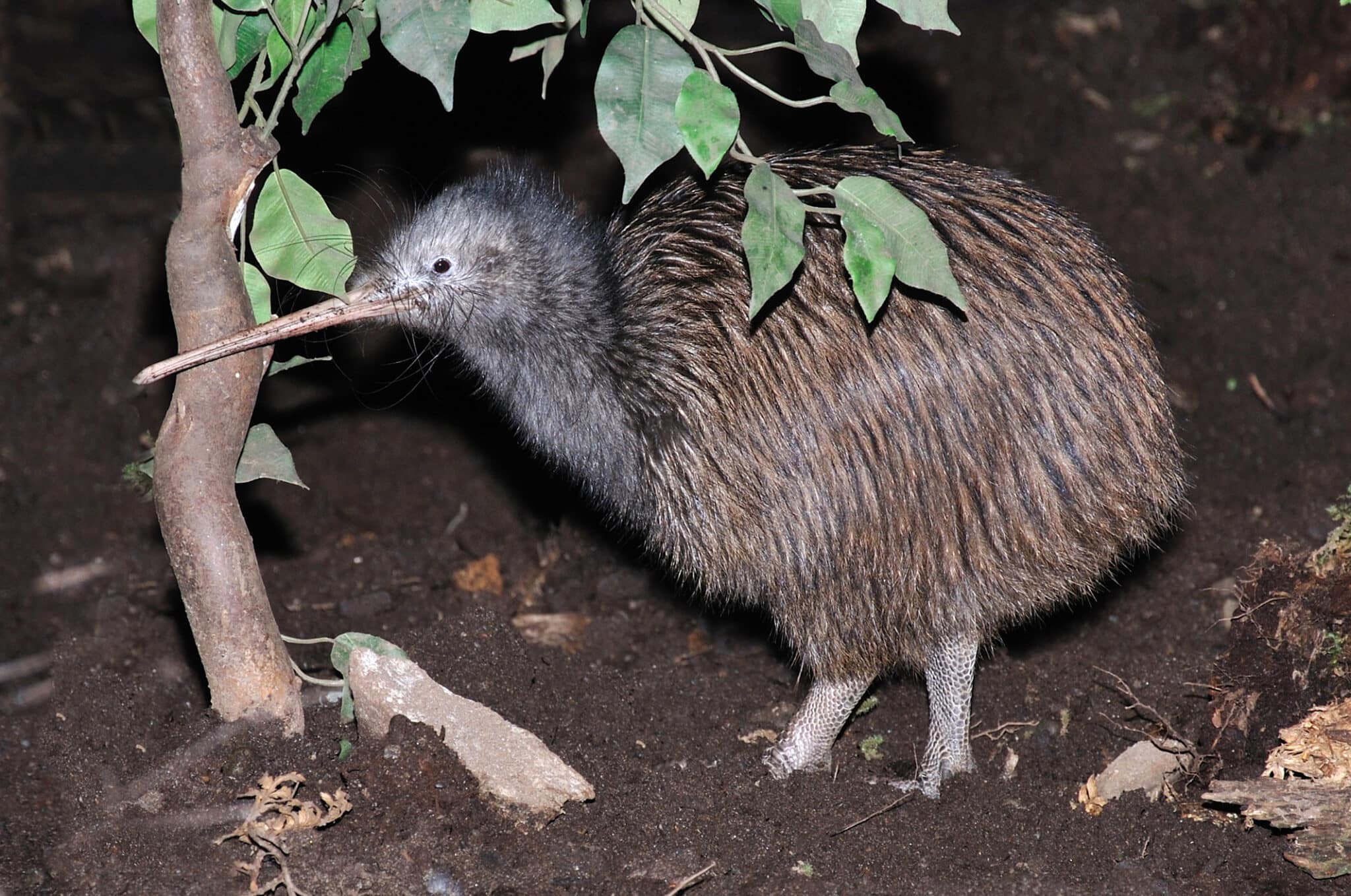 kiwi della nuova zelanda