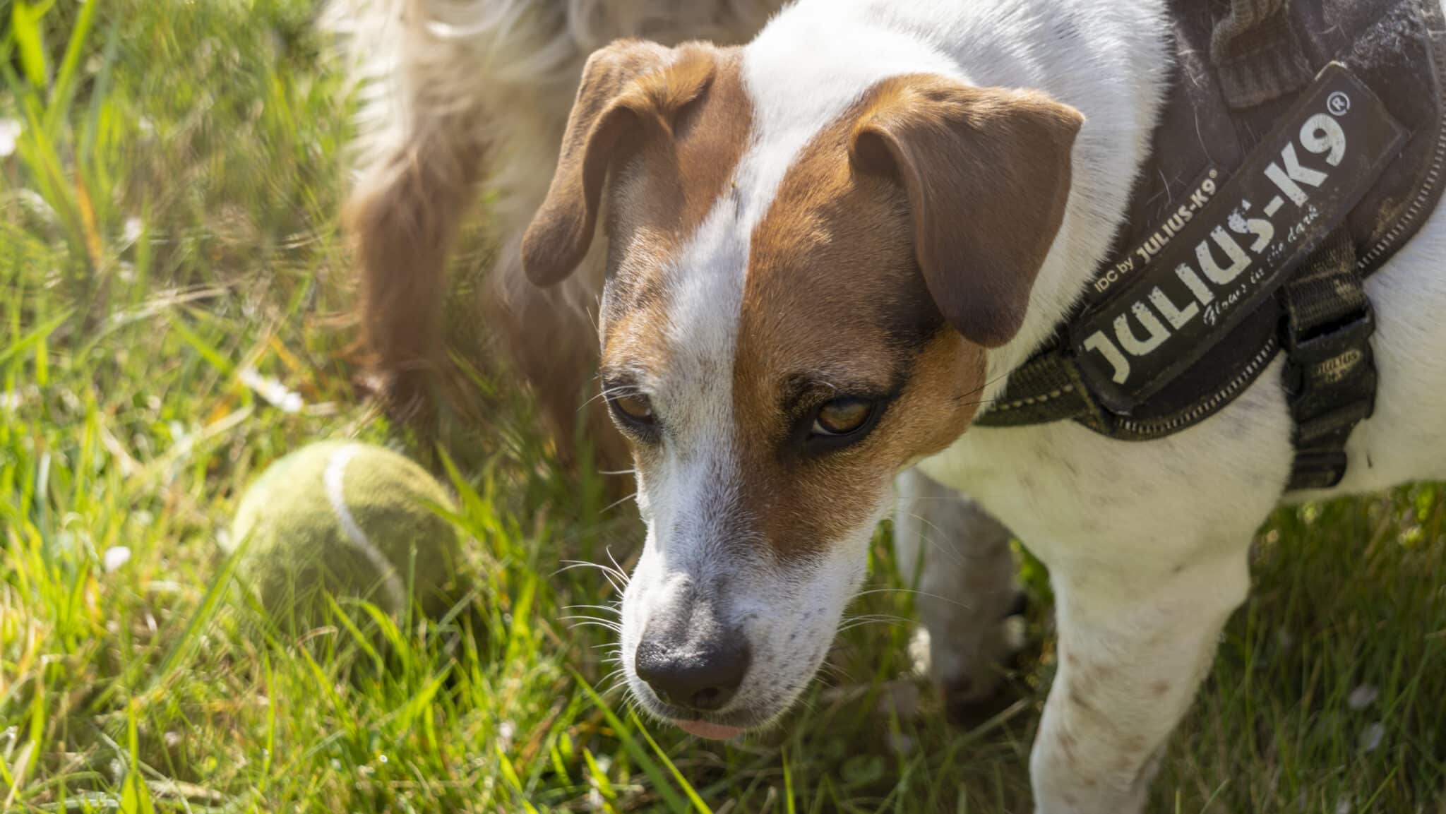 ritratto di un giovane jack russell terrier, nell'erba, e la sua pallina da tennis. avvicinamento