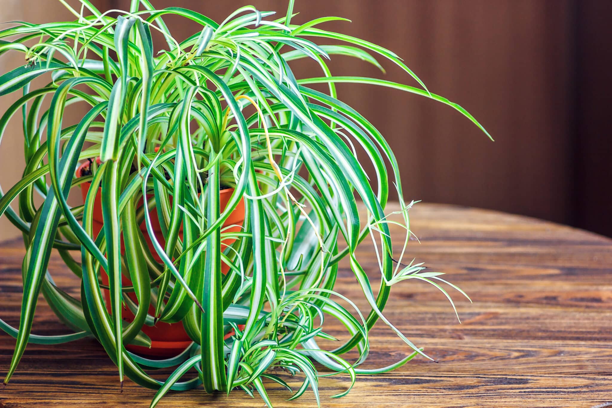 chlorophytum in vaso da fiori bianco su fondo di legno.