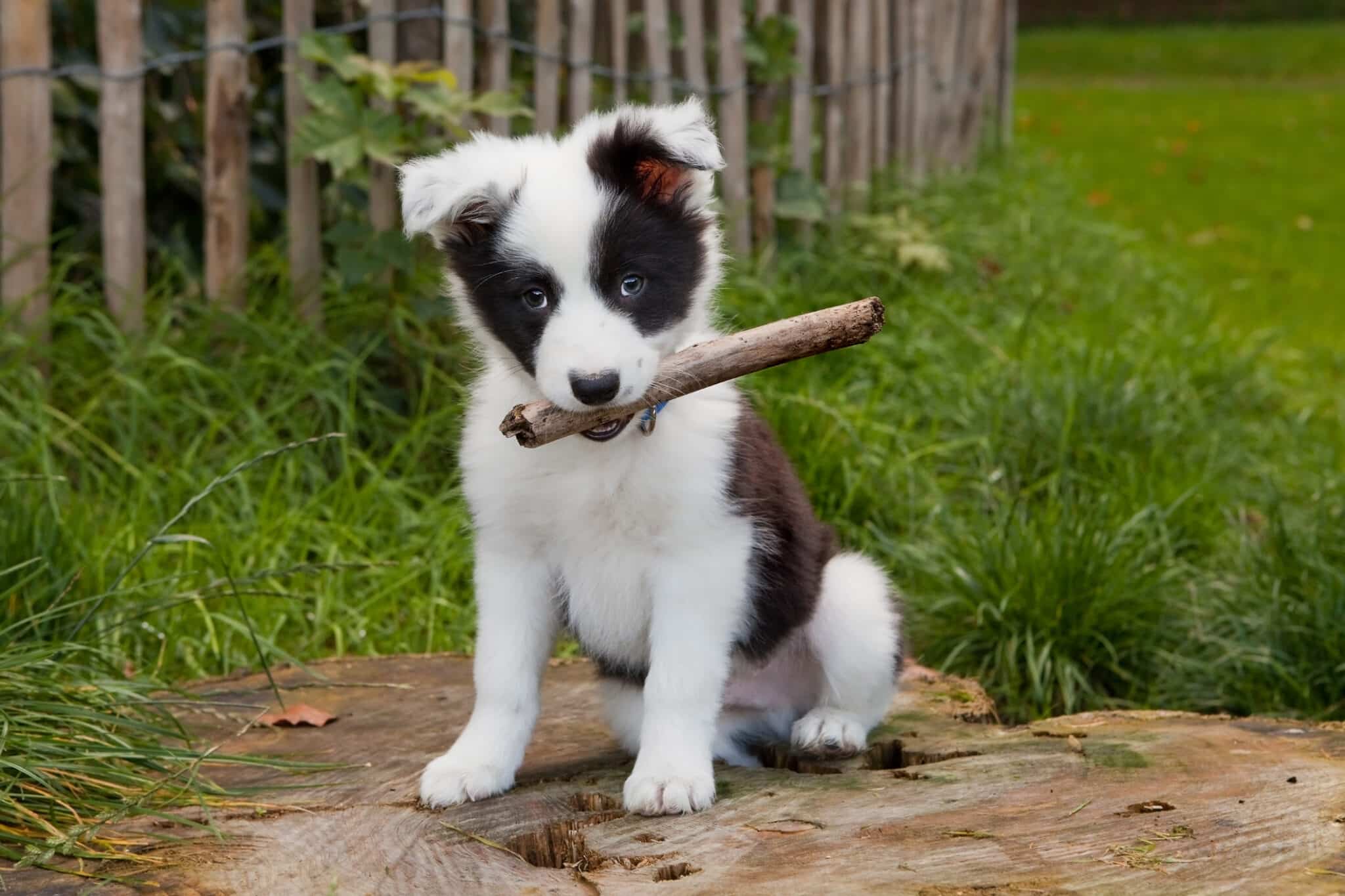 cucciolo di border collie sull'erba. cucciolo di cane border collie di sette settimane nell'erba verde del prato