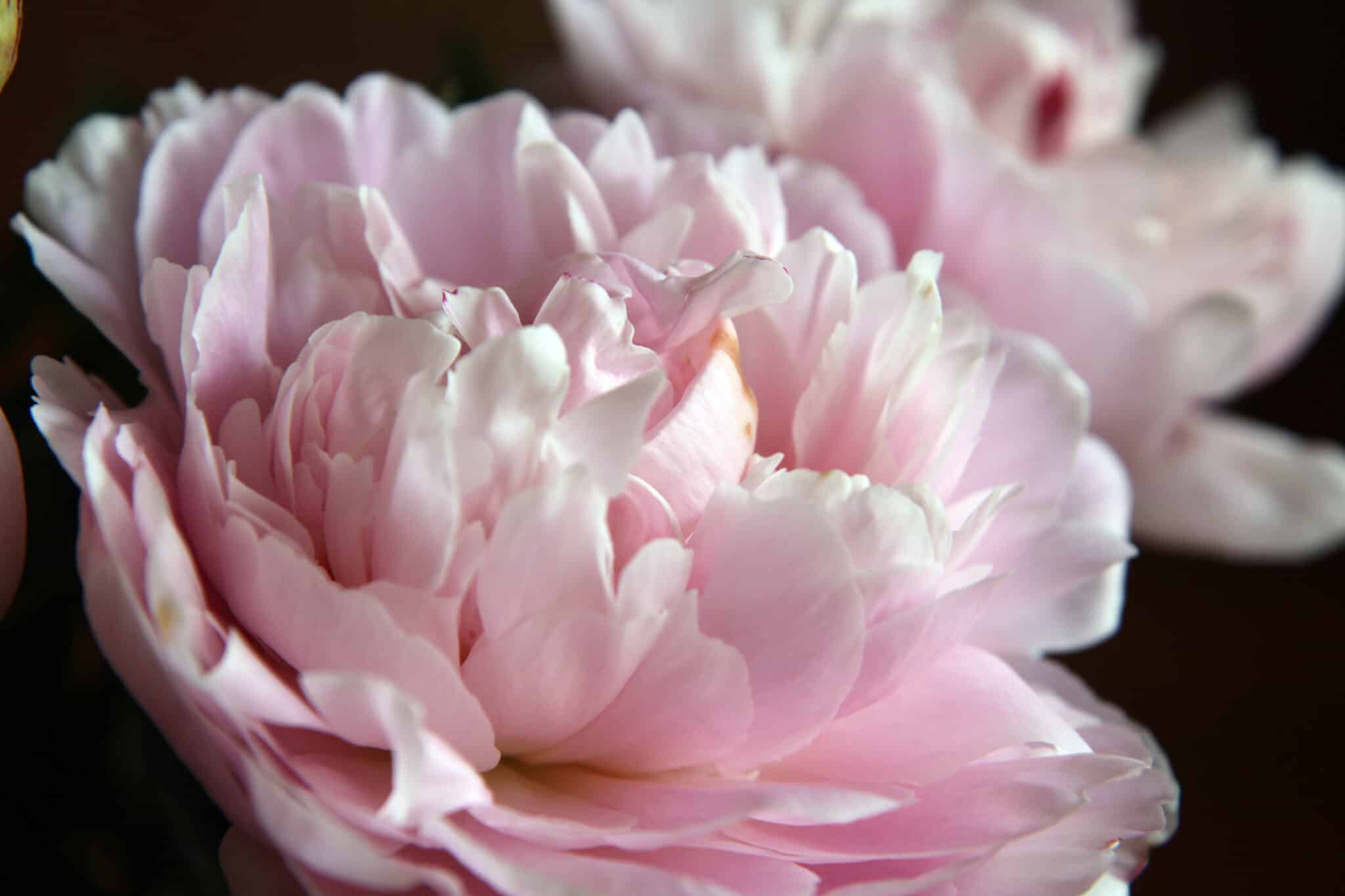 fiore peonie