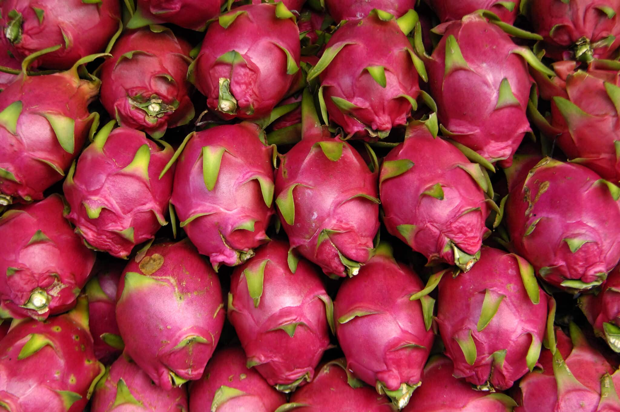 dragonfruit,benefici della dragonfruit,coltivazione dragonfruit,ricette dragonfruit