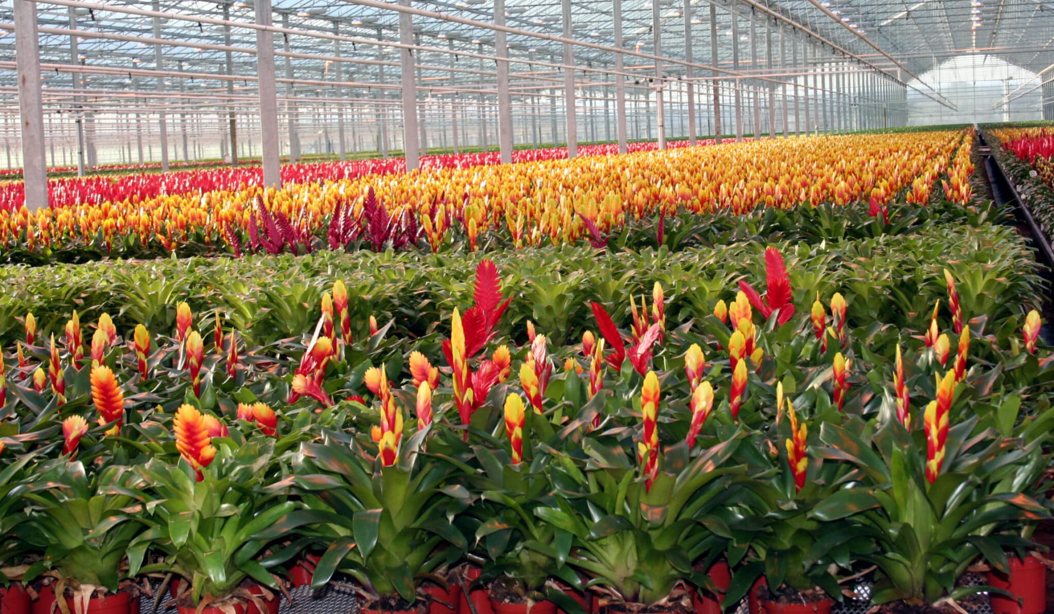 produzione di bromelia