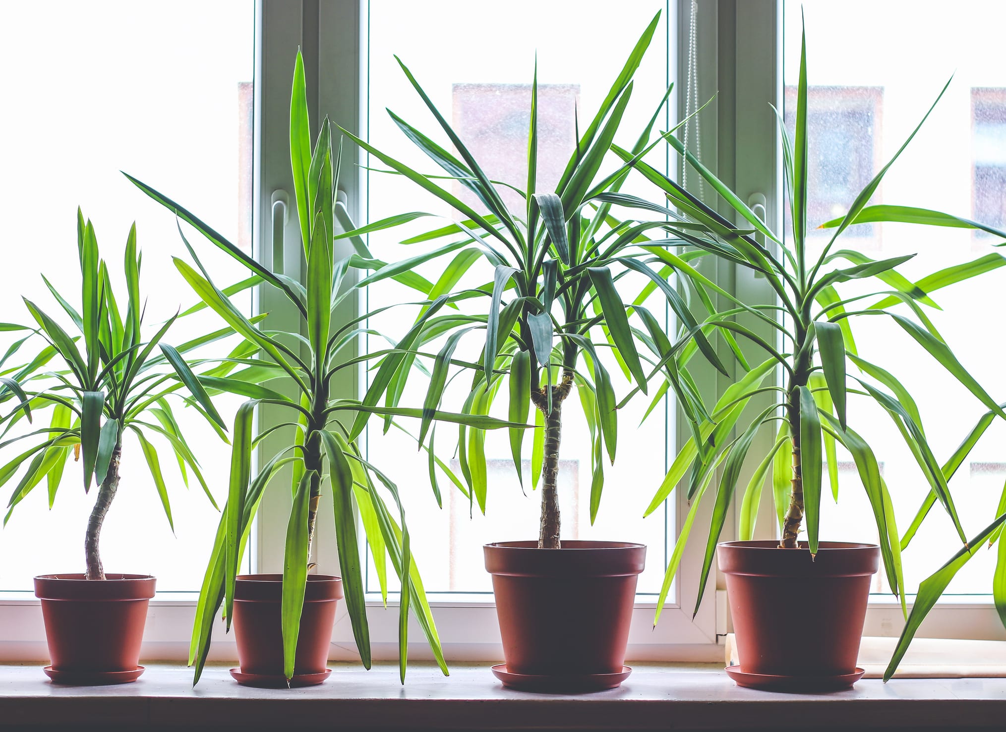 quattro piante da interno dracaena marginata in vasi da fiori sul davanzale