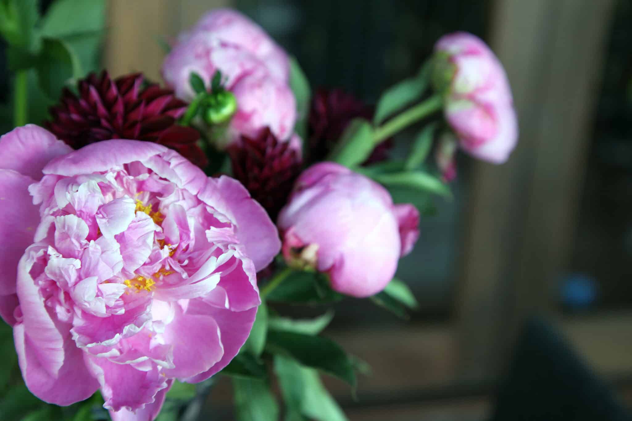 splendida peonia rosa