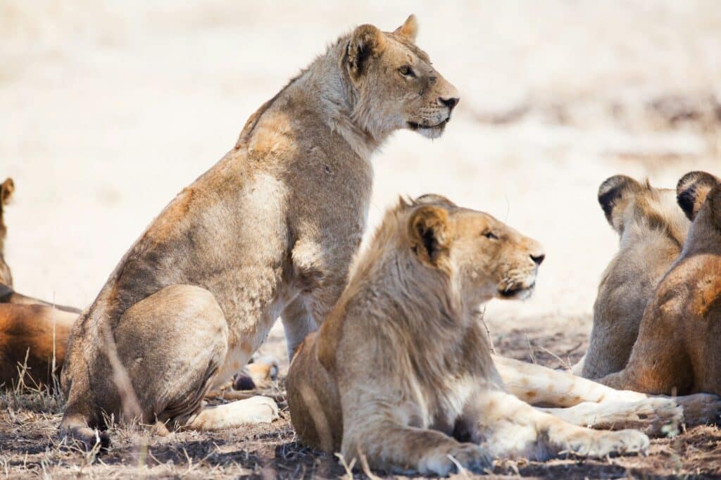 Lions pride resting