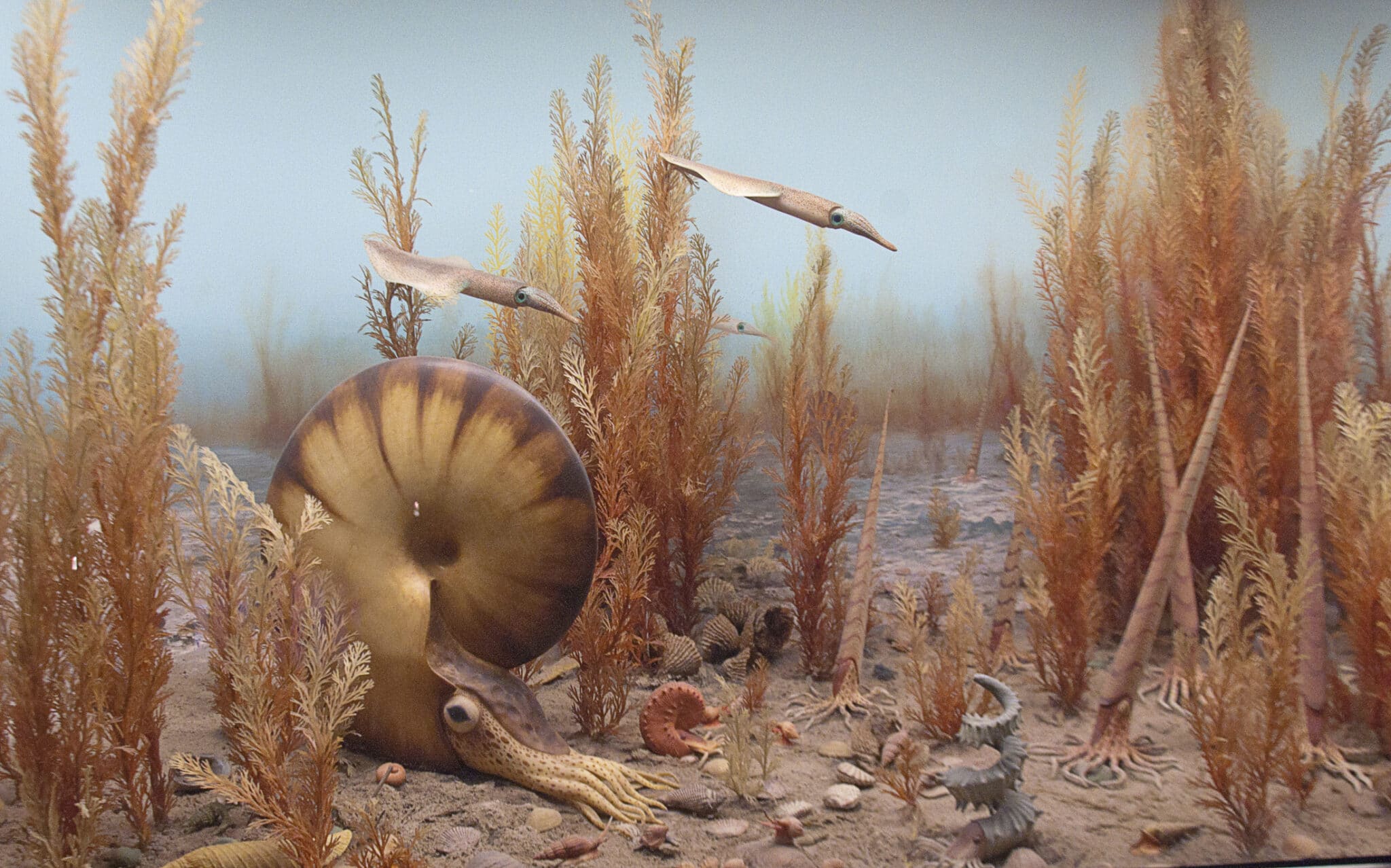 nautilus e belemniti nei mari antichi. un diorama al museo di storia naturale di new york city. mostra una rappresentazione di come appariva il mondo sottomarino milioni di anni fa.